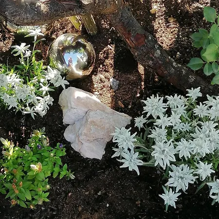 D'hoamatliab Φλαχάου